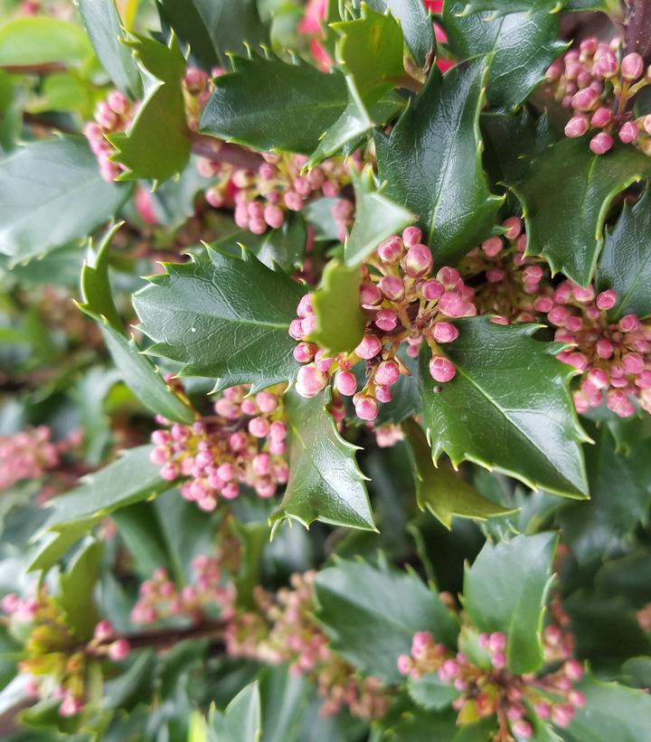 3G Ilex X Meserveae 'Blue Prince' - Holly (Pollinator for Blue Princess) - 1000213