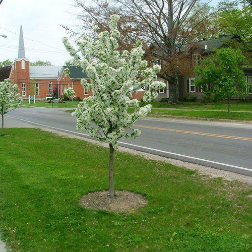 15G Malus 'Sweet Sugar Tyme' - Crabapple Tree - 1020209