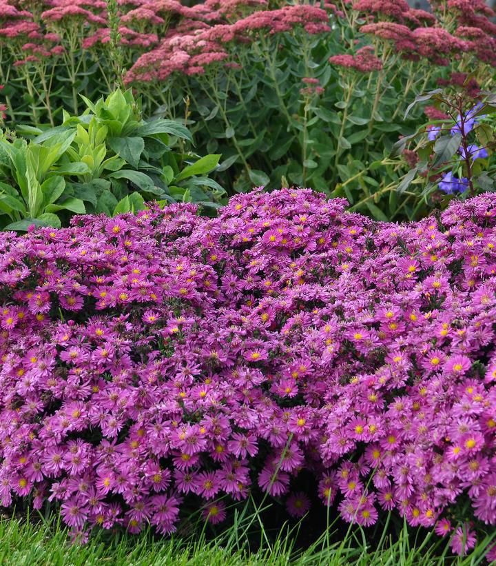 2G Aster 'Kickin Carmine Red' - Fall Aster - 1008412