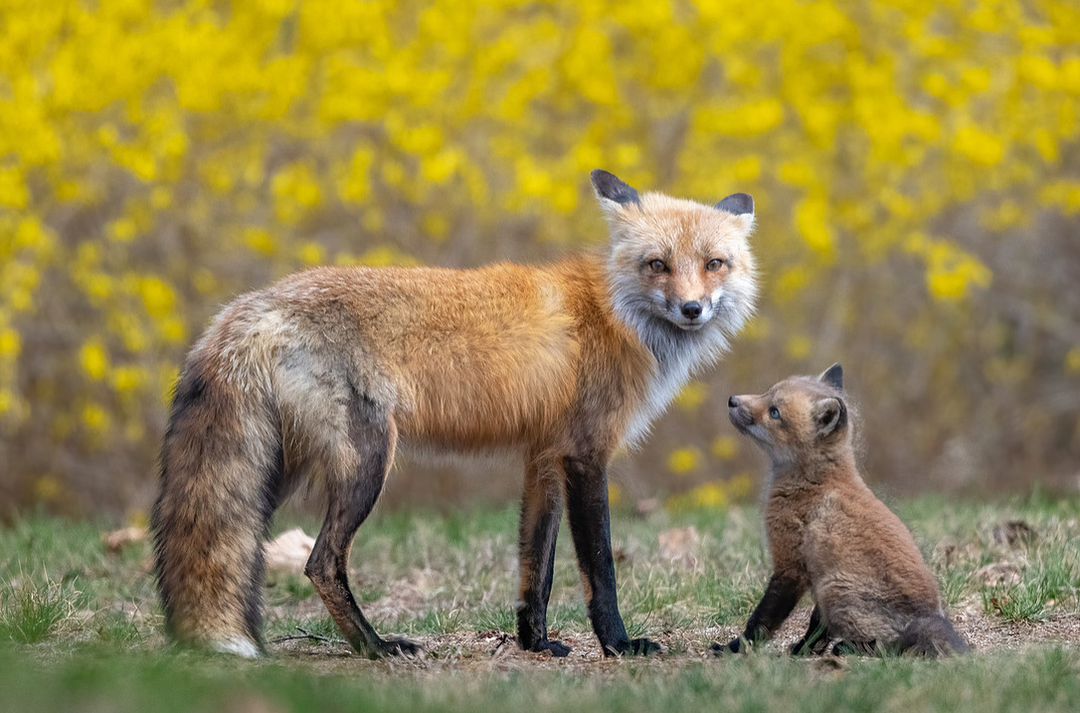Adoringly Red Fox Dad and Kit - Greeting Card w/ Envelope