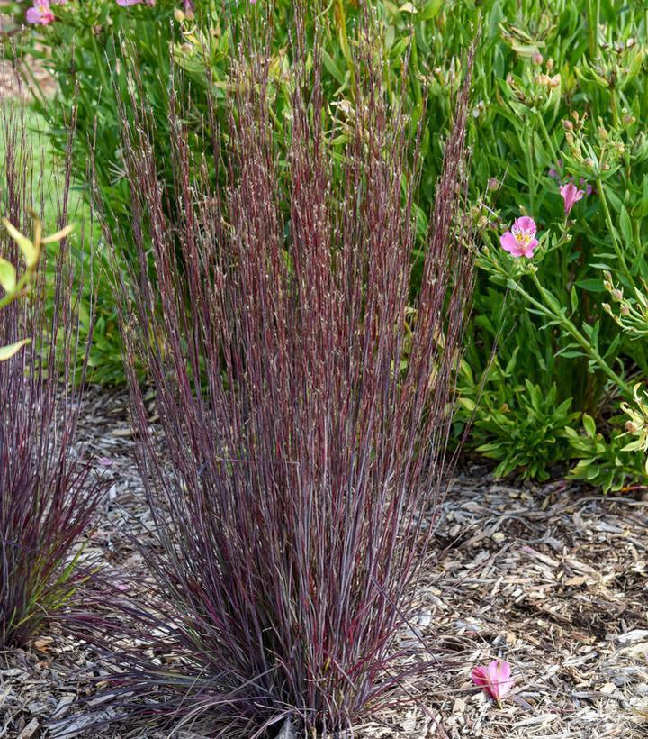 1G Schizachyrium Scoparium 'Cinnamon Sticks' - Little Bluestem - 1022905