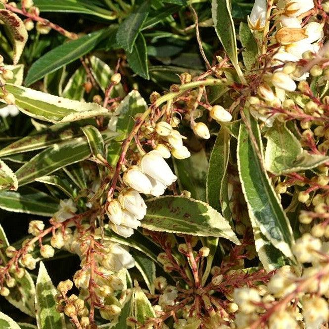 Flaming Silver Pieris