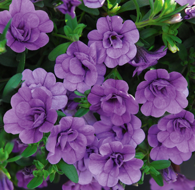 4.5" Calibrachoa (million bells)