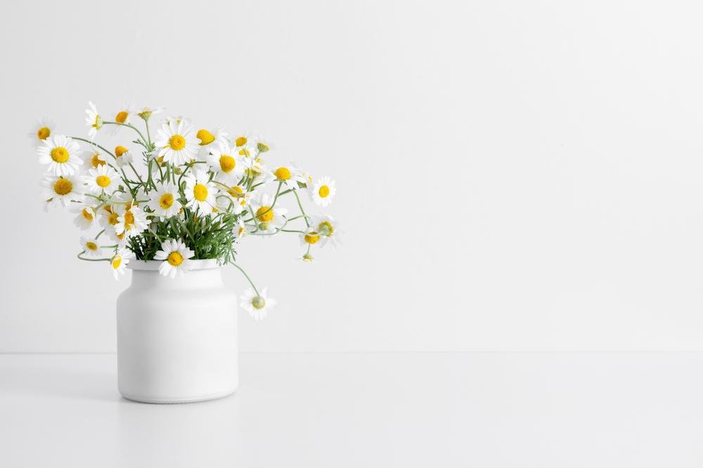 4" Herb - Chamomile - German