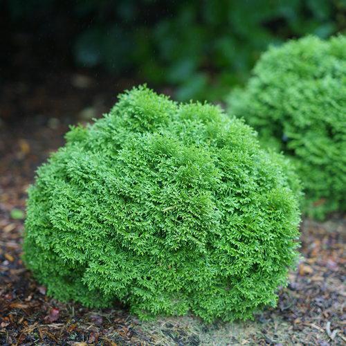 2G Thuja Occidentalis 'Tator Tot' - Arborvitae - 1013101