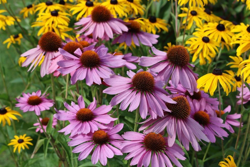 Quart Perennial Echinacea