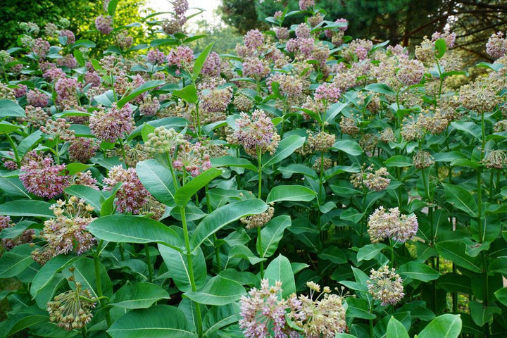 1G Asclepias Syriaca - Common Milkweed - 1009510