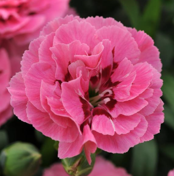 4.5" Dianthus - Oscar Pink + Purple