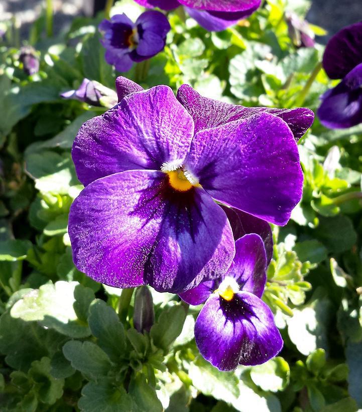 1G Viola Penny™ 'Denim Jump Up' Penny™ Denim Jump Up Viola 1008114