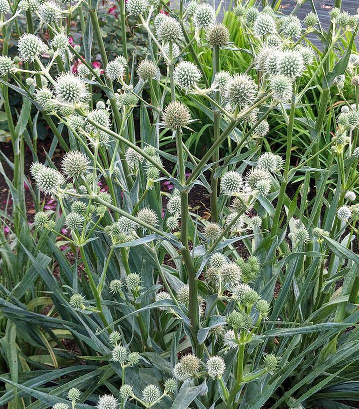 1G Eryngium Yuccifolium - Rattlesnake Master - 1020700