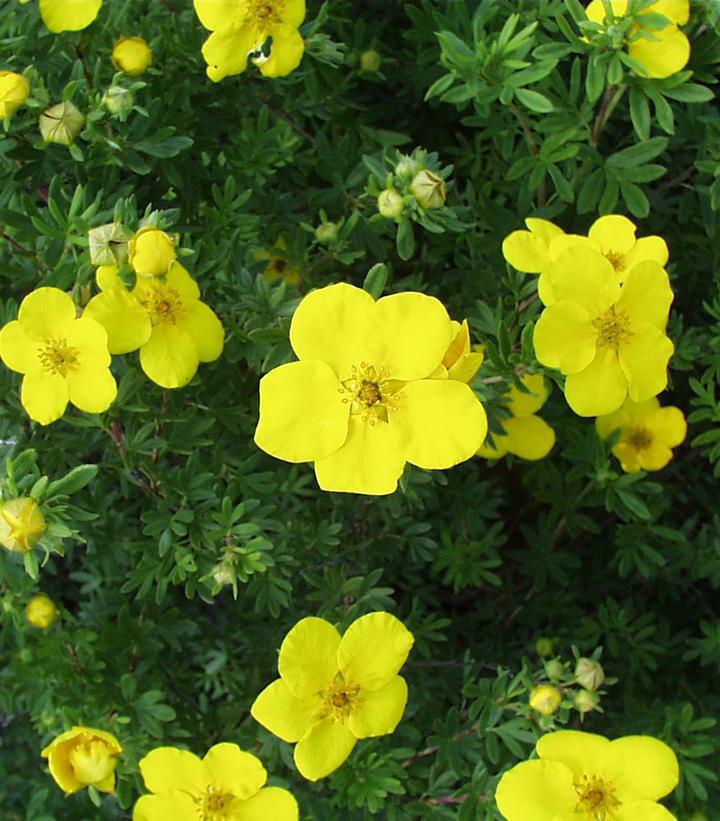 3G Potentilla Fruticosa 'Gold Finger' - Shrubby Cinquefoil - 1001108