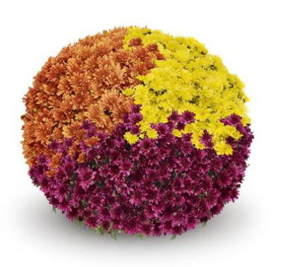12" TP Combination Mum Patio Pot # 27 - Arluno Orange / Arluno Purple / Arluno Yellow