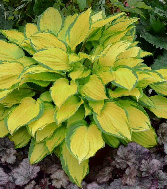 1G Hosta 'Island Breeze' - Plantain Lily - 1008967
