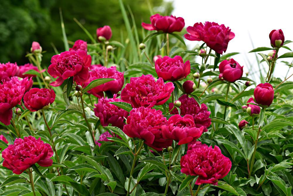 3G Paeonia lactiflora 'Kansas' Kansas Peony (Fucshia color) 1003372