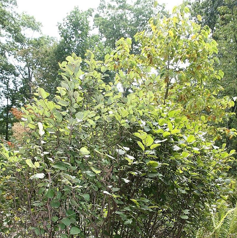 Mount Airy Fothergilla