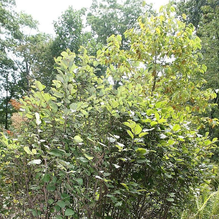 Mount Airy Fothergilla