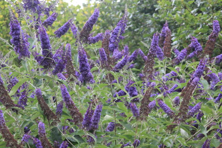 2G Buddleia (Butterfly Bush)  Perennial