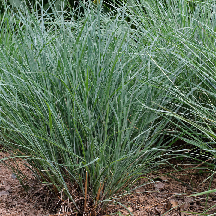 Schizachyrium scoparium 'Twilight Zone' PP27432  - Twilight Zone Little Bluestem