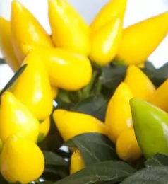 4.25" Ornamental Pepper - Salsa Yellow