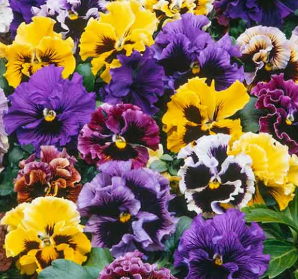 806 Pansy - Frizzle Sizzle Mix