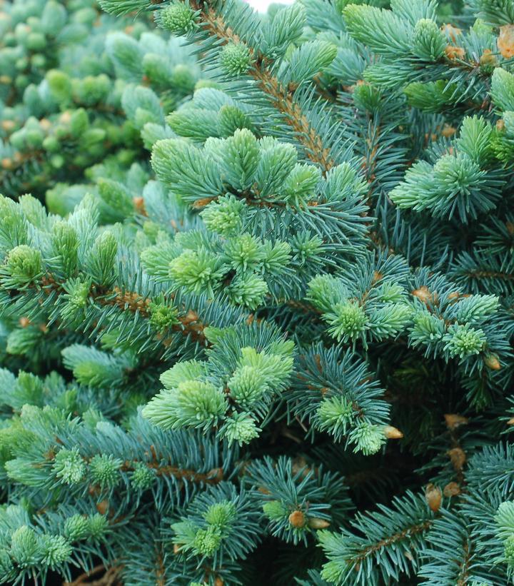 10G Picea pungens glauca 'Globosa' Globe Blue Spruce