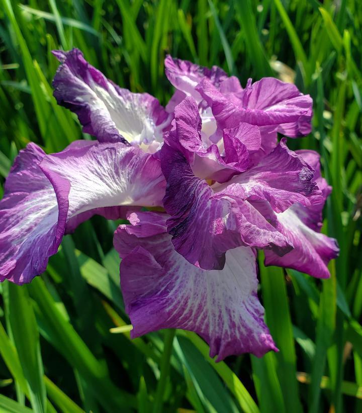 1G IRIS ENSATA 'LION KING' Lion King Japanese Iris 1004471