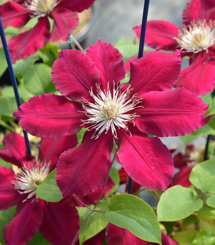 8" Clematis 'Tranquilite' - 1009783