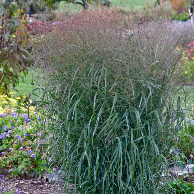 2G Panicum Prairie Winds 'Apache Rose' - 1013828