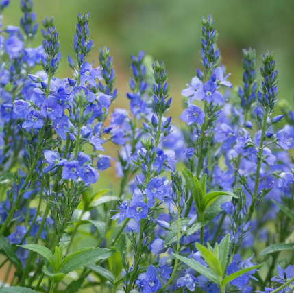 3" Veronica Prostrata - 'Prostrate Speedwell' - 1002607