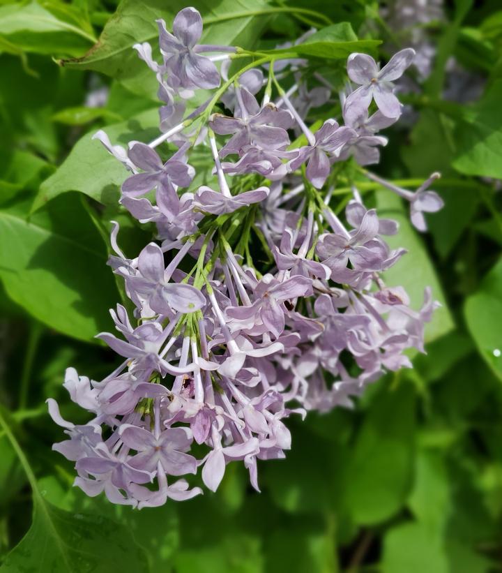 3G Syringa Vulgaris New Age  'Lavender' - Lilac - 1013100