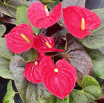 8" Anthurium - Delicata Dark Red - T0505