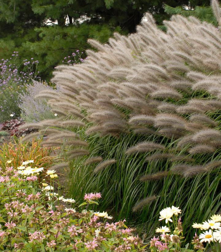 2G Pennisetum Alopecuroides 'Red Head' - Fountain Grass - 1007961