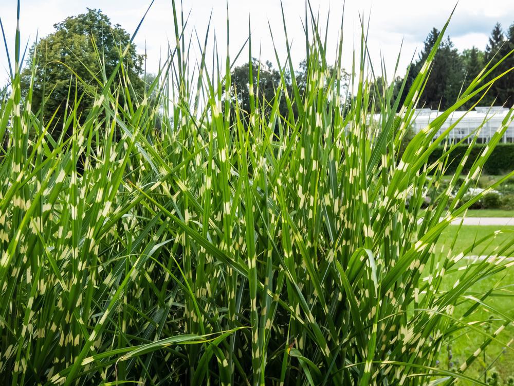 3G Miscanthus Sinensis 'Strictus' - Porcupine Grass - 1000756
