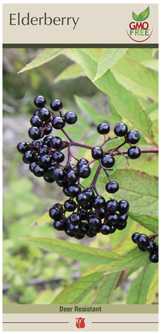 Elderberry Canadensis Bulbs - 1 Count - 5099101779