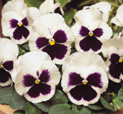 5.5" Pansy - Spring Matrix White Blotch