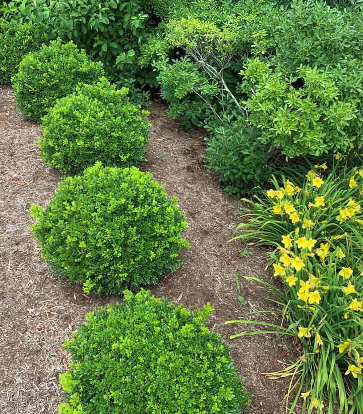 3G Buxus NewGen Independence Boxwood 1012976