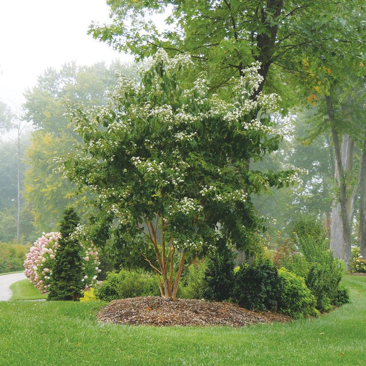 3G Heptacodium miconioides 'Temple of Bloom' ('SMNHMRF') Temple of Bloom® Seven-Son Flower: Patent PPAF 1009993