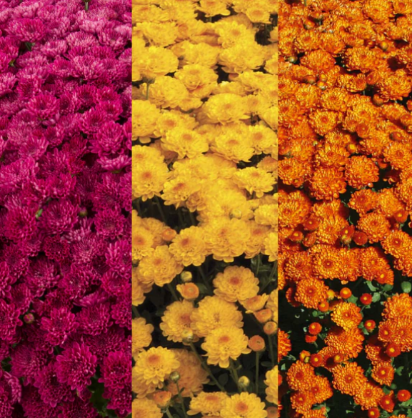 9" Combination Mum # 39 - Adriana Purple / Gigi Gold / Gigi Orange