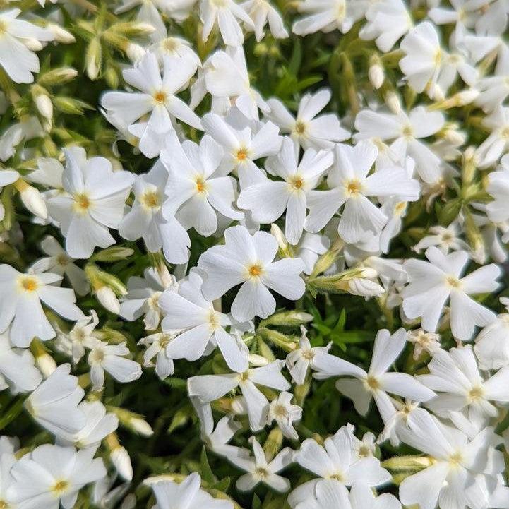 Phlox subulata 'Spring White'  - Spring White Creeping Phlox