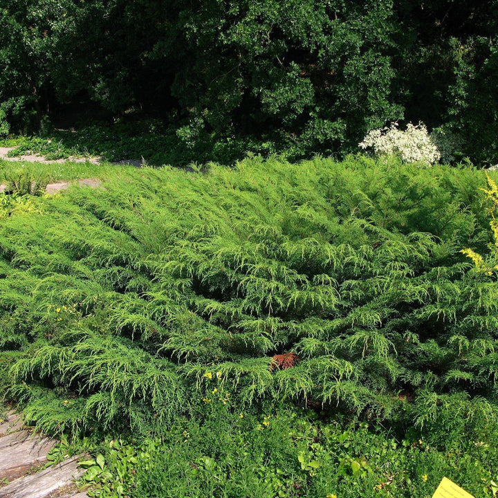 Siberian Cypress, Siberian Carpet Cypress