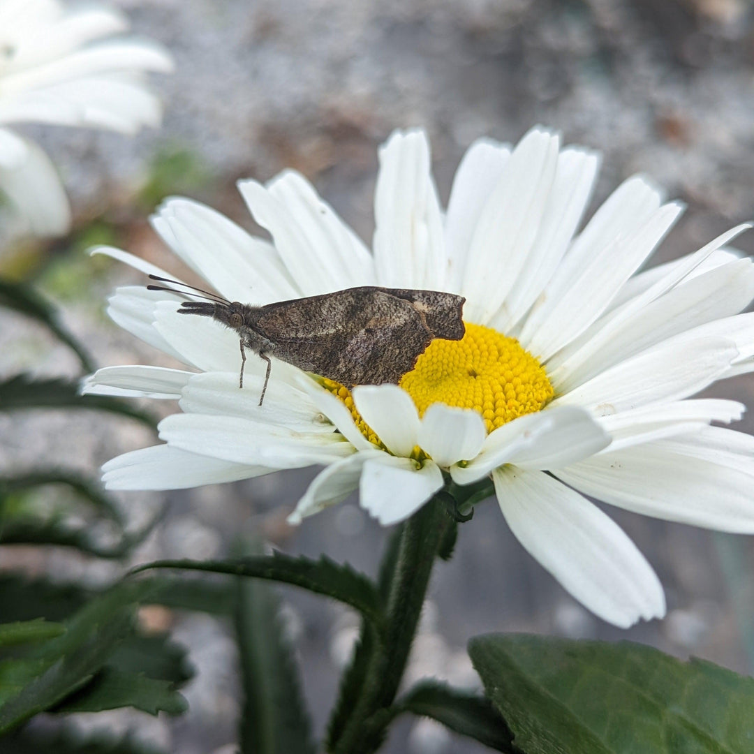 Amazing Daisies® Daisy May® Shasta Daisy