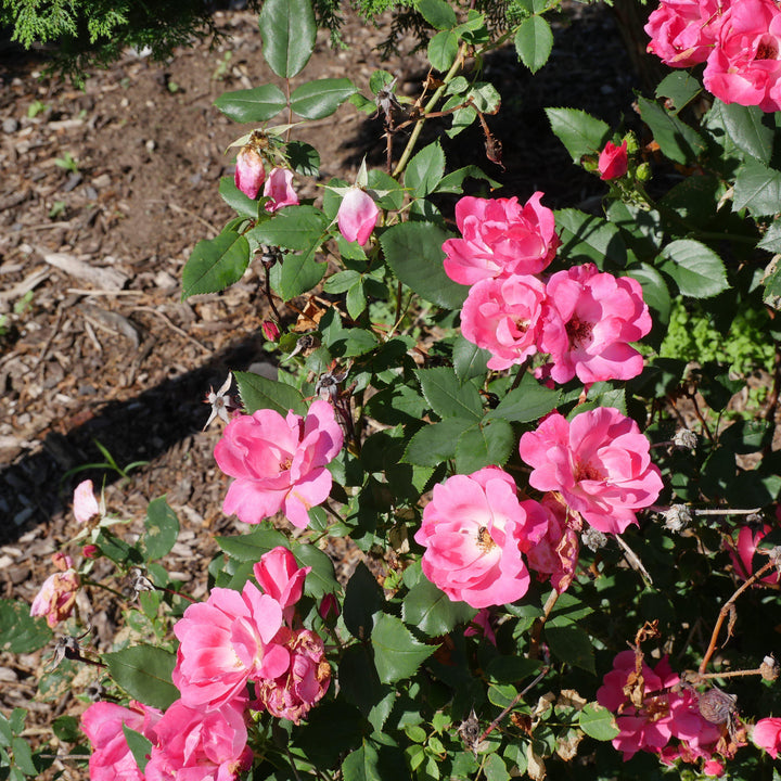 Pink Knock Out® Rose