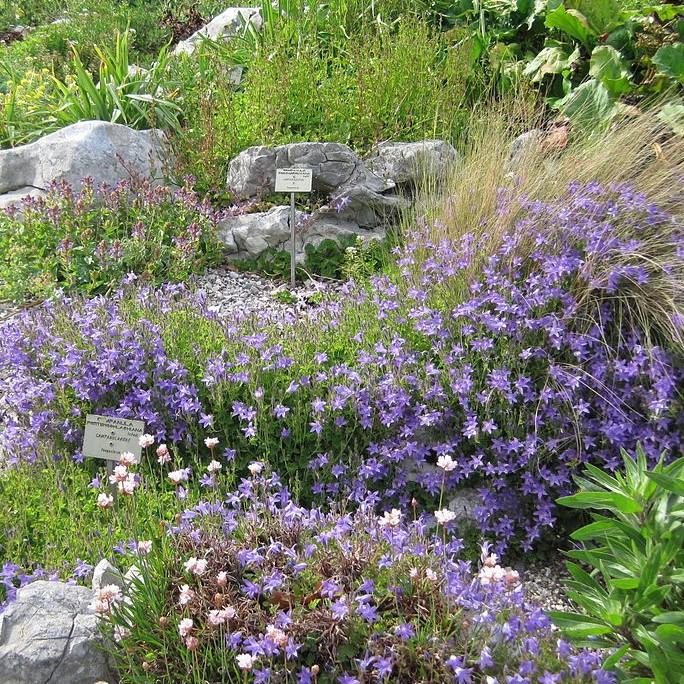 Blue Waterfall Bellflower