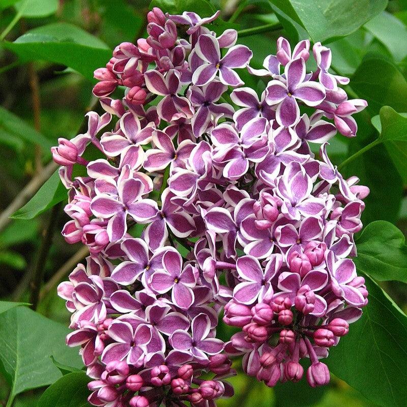 Syringa vulgaris 'Sensation'  - Sensation Lilac