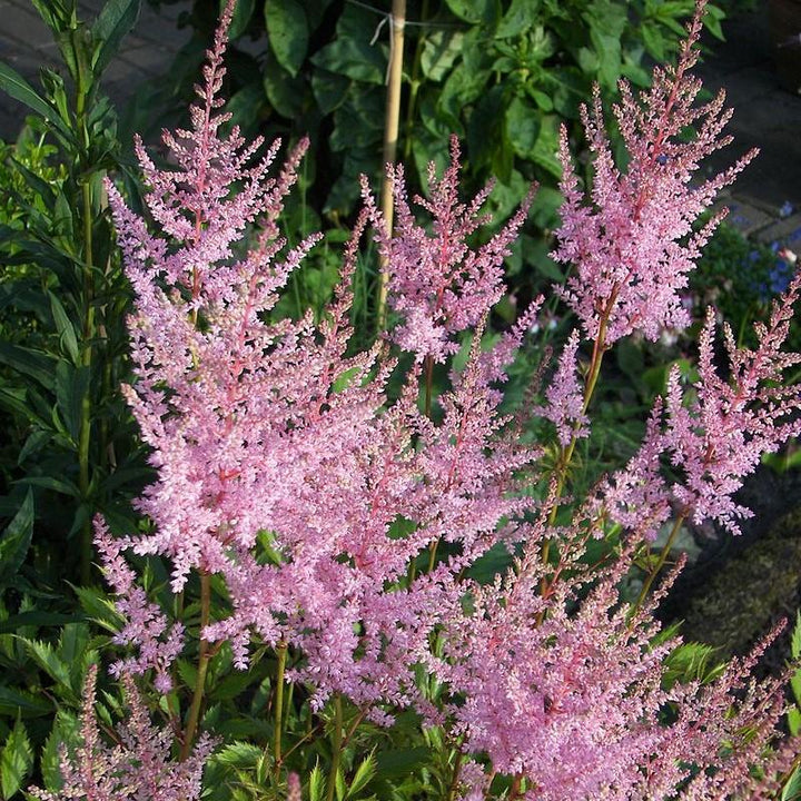 Hennie Graafland Star Astilbe