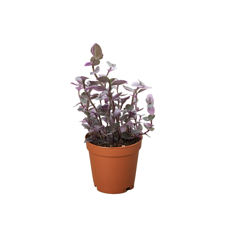 Tradescantia Callisia 'Pink Panther'