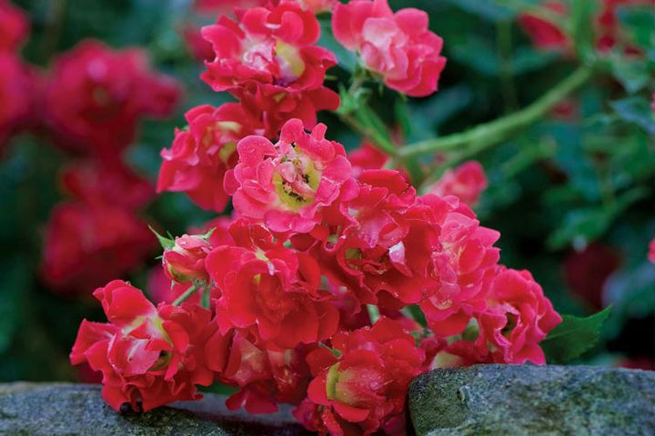 3G Red Drift Rose Bush - Red -  2740