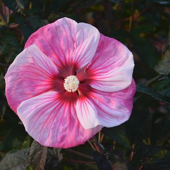 3G PW Hibiscus Summerific 'Cherry Choco Latte' - Rose Mallow - 1009314