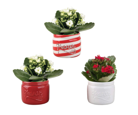 2.5" Kalanchoe Red & White SNWY125 S1063