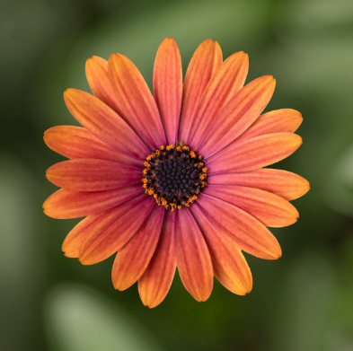 4.5" Osteospermum - Daisy - Tradewinds Sunset